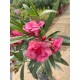 Leandru Roz Dublu 50-70cm (ghiveci)