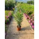 Pachet Promotional leandru pomisor+tricolor+ingrasamant+Transport GRATUIT Pachet Promotional leandru pomisor+tricolor+ingrasamant+Transport GRATUIT