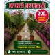 Pachet Promotional leandru pomisor+tricolor+ingrasamant+Transport GRATUIT Pachet Promotional leandru pomisor+tricolor+ingrasamant+Transport GRATUIT