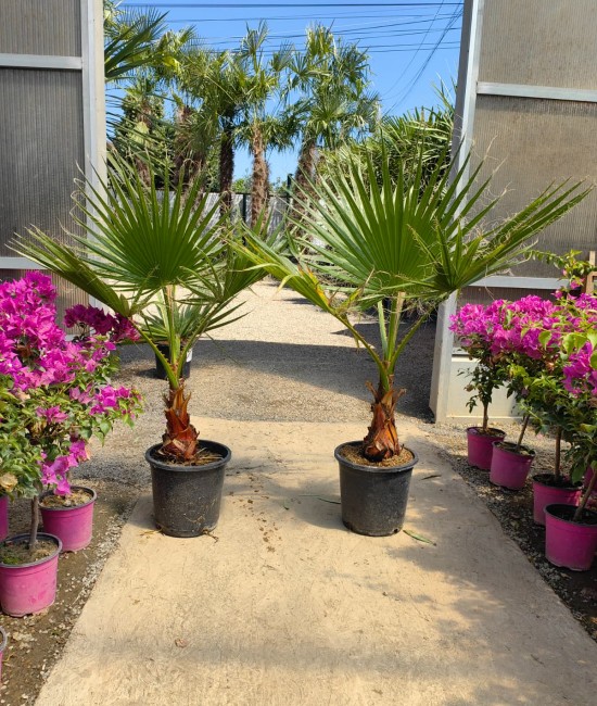 Pachet 2 Palmieri Washingtonia 70-90cm (ghiveci)