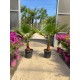 Pachet 2 Palmieri Washingtonia 70-90cm (ghiveci)