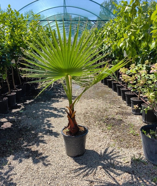 Pachet 2 Palmieri Washingtonia 70-90cm (ghiveci)