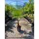 Pachet 2 Palmieri Washingtonia 70-90cm (ghiveci)