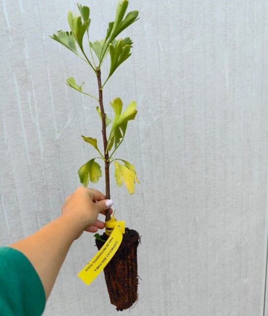 Ginkgo biloba 30-40 cm