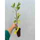 Ginkgo biloba 30-40 cm