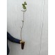 Artar de câmp 60-80 cm