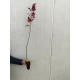 Artar rosu 80-100 cm