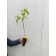 Soc negru 40-60 cm