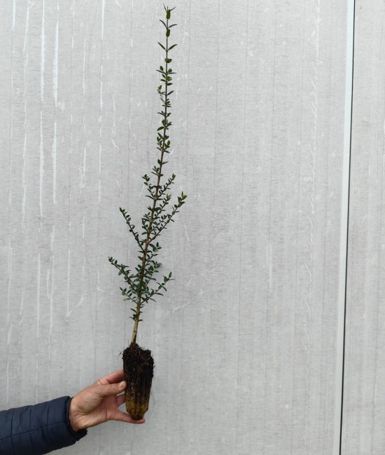 Maslin 50-70 cm