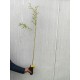 Salcie plangatoare 80-100 cm