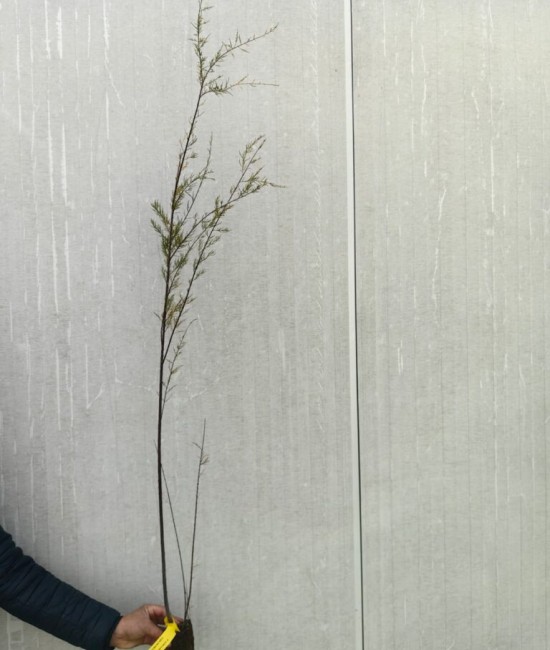 Tamarix galica 60-90 cm