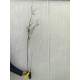 Tamarix galica 60-90 cm