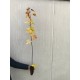 Paltin argintiu 100-120 cm