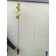 Castan comestibil 70-80 cm