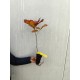 Stejar rosu 40-60 cm