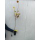 Tei cu frunza mare 1.00-1.20 m