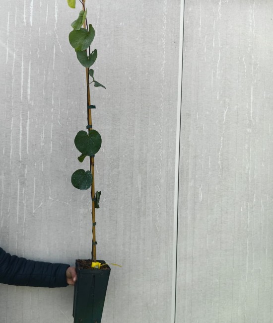 Arborele lui Iuda 1.00-1.20 m