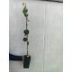 Arborele lui Iuda 1.00-1.20 m