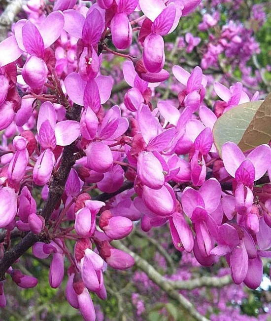 Arborele lui Iuda 1.00-1.20 m