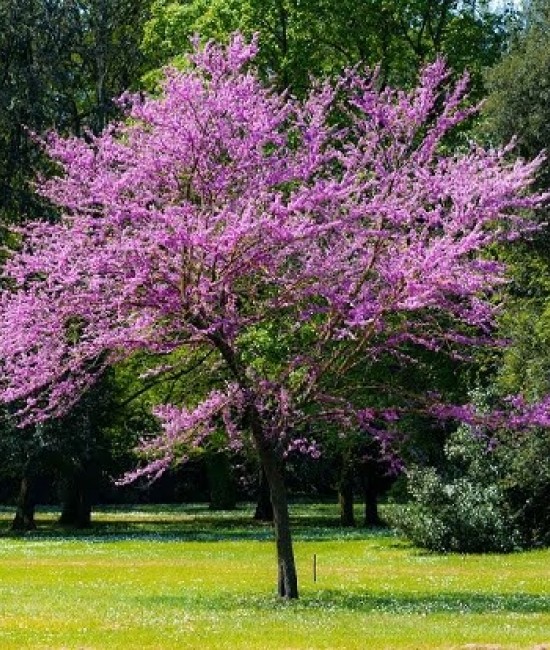Arborele lui Iuda 1.00-1.20 m