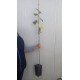 Tei argintiu 100-120 cm
