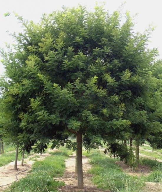 Salcam japonez 60-80 cm