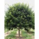 Salcam japonez 60-80 cm
