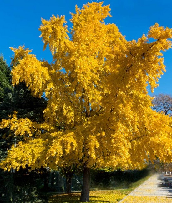 Ginkgo biloba 30-40 cm