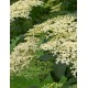 Soc negru 40-60 cm