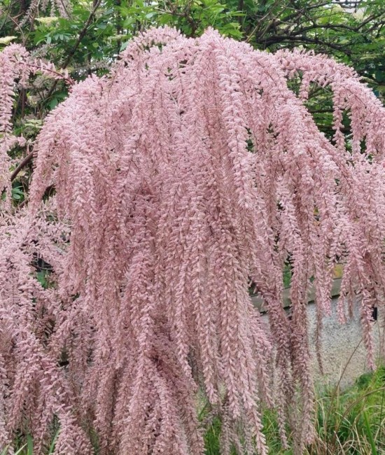 Tamarix galica 60-90 cm