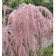 Tamarix galica 60-90 cm