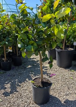 Lamai Rossa di Rangpur 50-70cm (ghiveci)