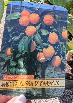 Lamai Rossa di Rangpur 50-70cm (ghiveci)