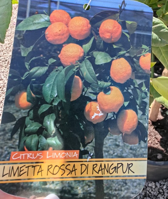 Lamai Rossa di Rangpur 50-70cm (ghiveci)