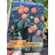 Lamai Rossa di Rangpur 50-70cm (ghiveci)