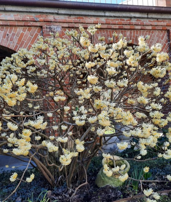 Arbust de hârtie (Edgeworthia chrysantha) Ghiveci
