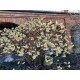 Arbust de hârtie (Edgeworthia chrysantha) Ghiveci