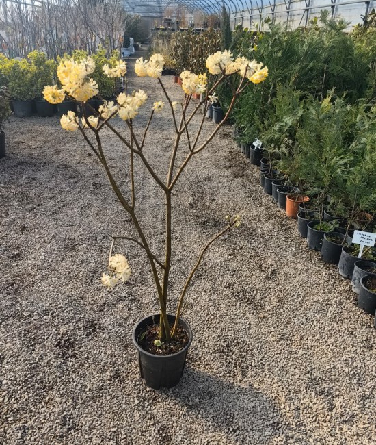Arbust de hârtie (Edgeworthia chrysantha) Ghiveci