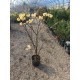 Arbust de hârtie (Edgeworthia chrysantha) Ghiveci
