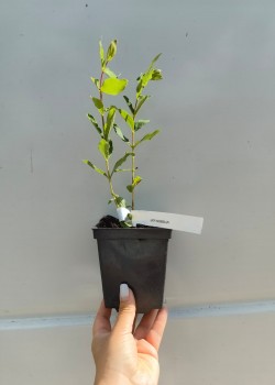 Afin Siberian (ghiveci)