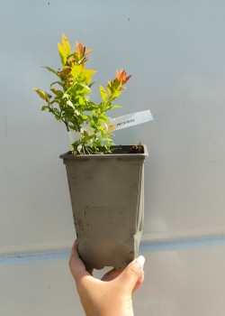 Afin Pitic Hortblue Petit (ghiveci)