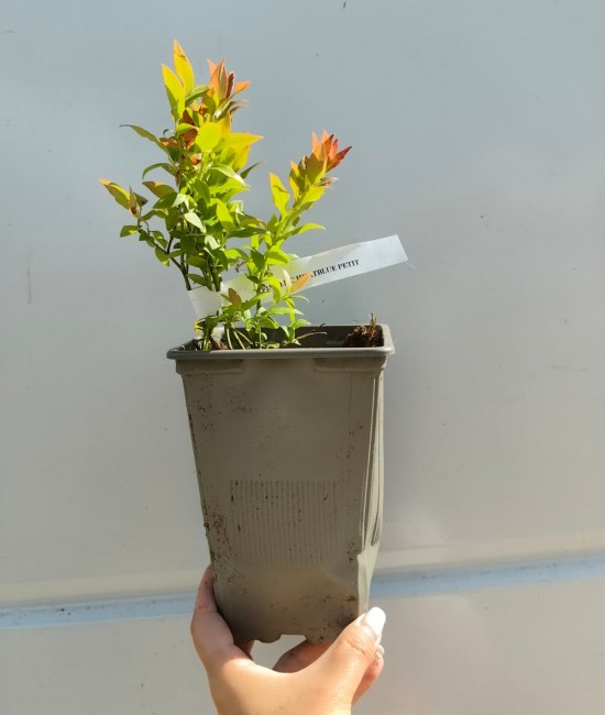 Afin Pitic Hortblue Petit (ghiveci)