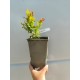 Afin Pitic Hortblue Petit (ghiveci)