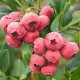 Afin Roz Pink Lemonade (ghiveci)