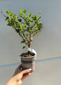 Agris Alb (ghiveci)