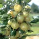 Agris Alb (ghiveci)