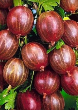 Agris Rosu (ghiveci)