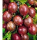 Agris Rosu (ghiveci) Agris Rosu (ghiveci)