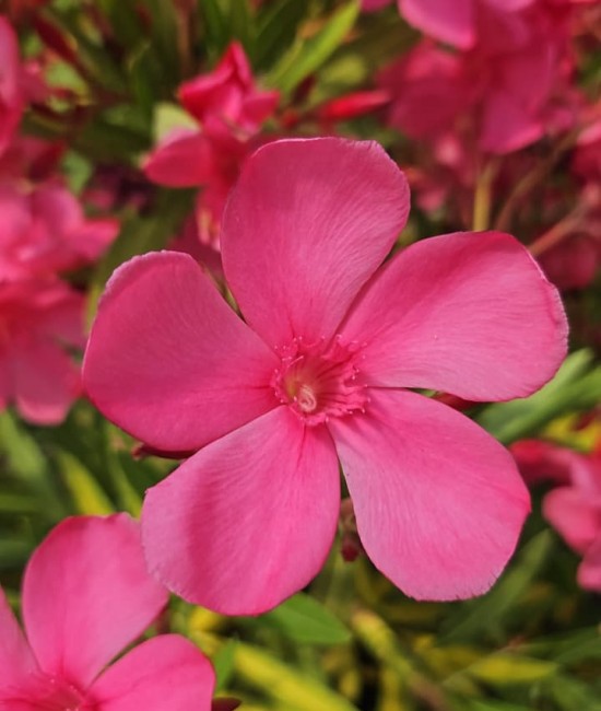Leandru Alassio 20-40cm (ghiveci)