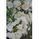 Leandru alb  (floare dubla)  20-40 cm